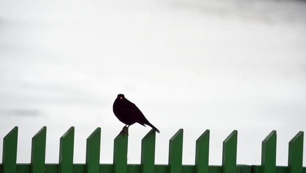 Bird