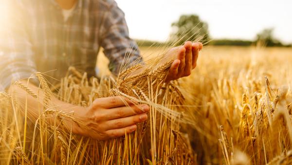 AGRICULTEUR-CHAMP-BLE-MOISSON-shutterstock