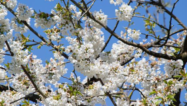 flower tree