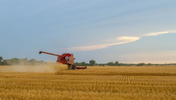 wheat combine harvest farmer sower field