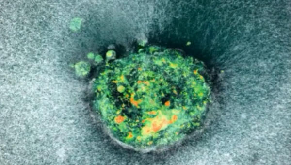 Embryo implanting
