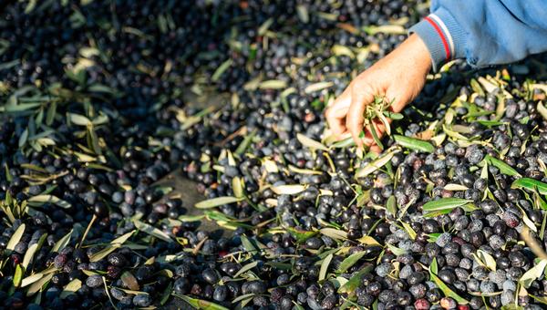 Olive picking time , Peasant Hands during Olives Harvesting , Farmer sorting freshly harvested olives.