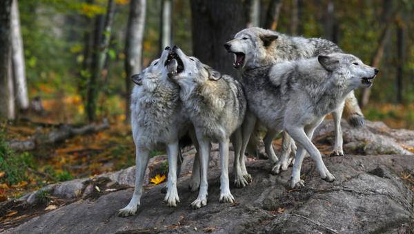 Wolves