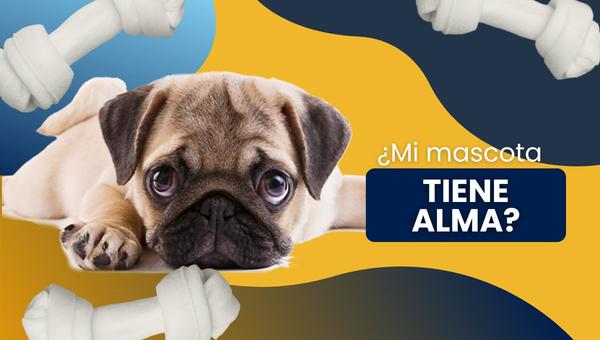¿Mi mascota tiene alma?