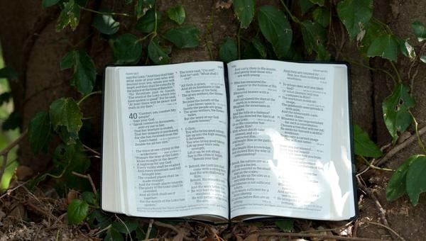 biblia, permiso, pecar, palabra de Dios, mandamientos, conciencia
