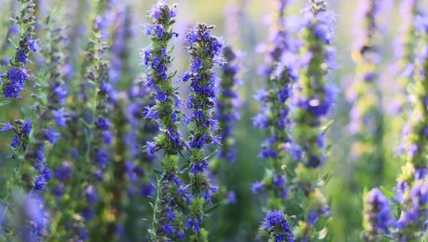 hysope-plante-bible-shutterstock