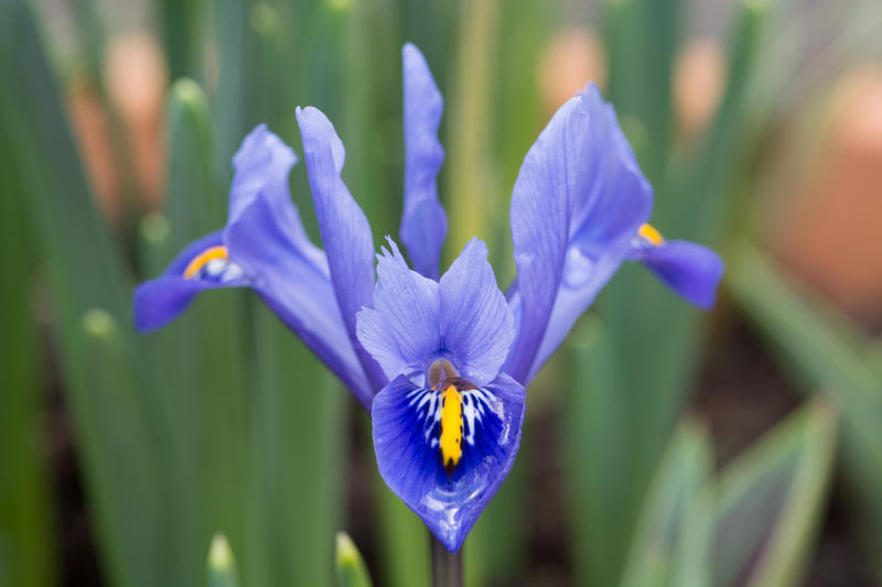 Iris bleu