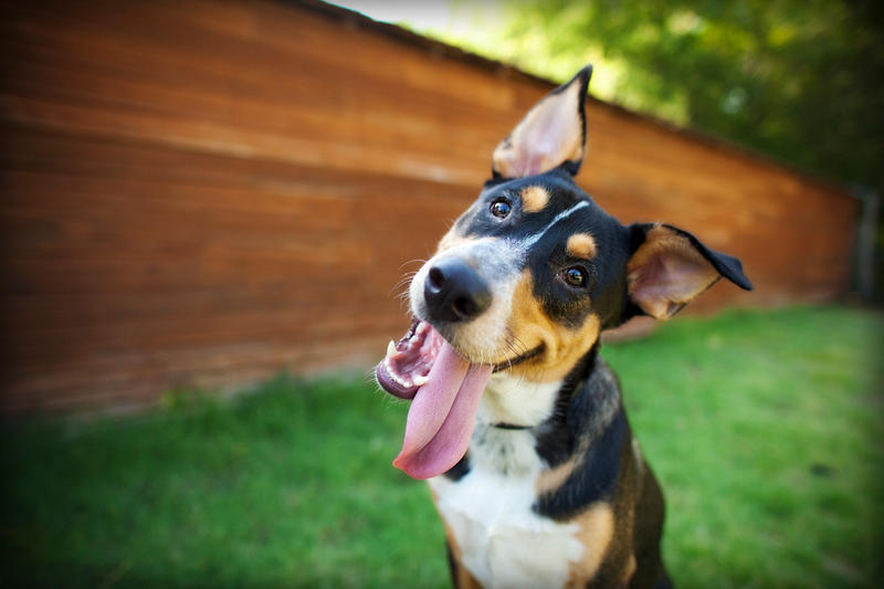 shutterstock_259670459