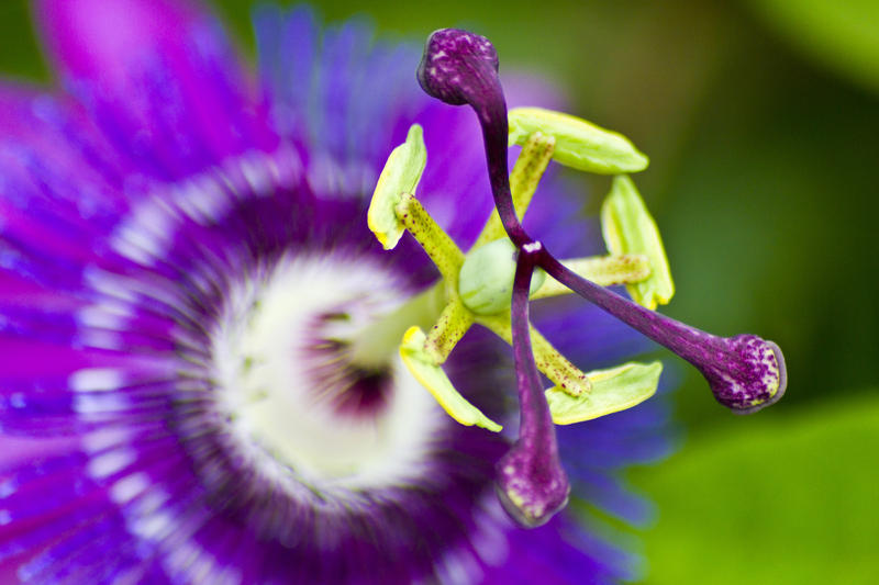 WEB LENT GARDENING PLANT PASSION FLOWER Bildagentur Zoonar GmbH-Shutterstock