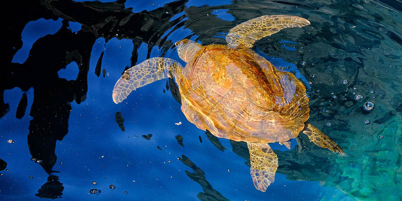 WEB3-GALAPAGOS-TURTLE-ECUADOR-ser_is_snarkish-CC