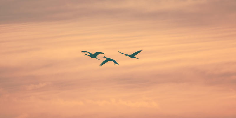 BIRDS