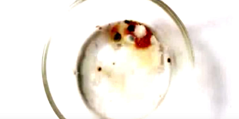 EUCHARISTIC MIRACLE BUENOS AIRES