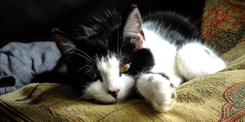 CAT LAYING DOWN