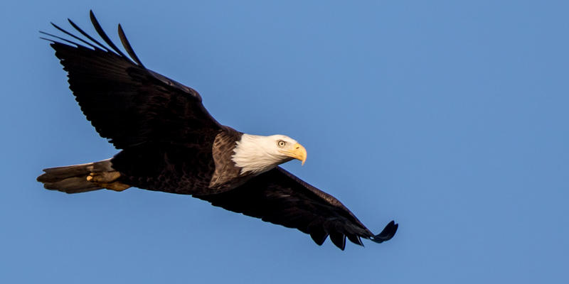 BALD EAGLE