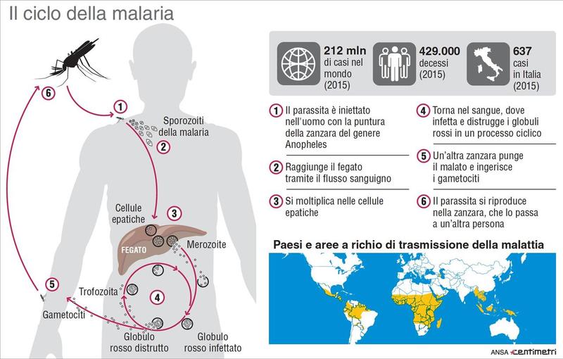 ciclo_malaria