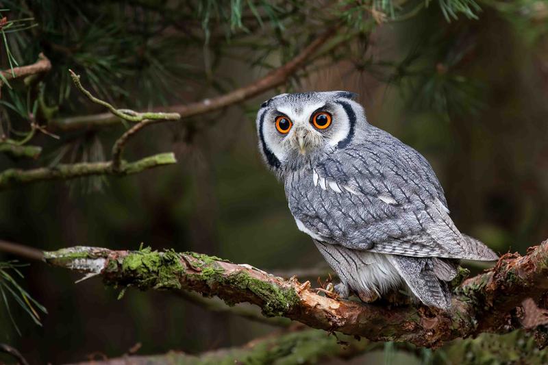 OWL,CHRISTIAN SYMBOLISM