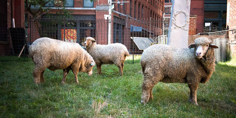 SHEEP