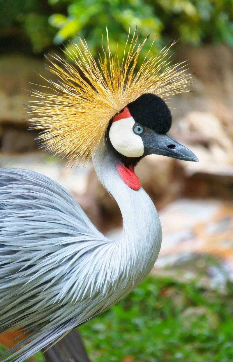 CRANE,CHRISTIAN SYMBOLISM