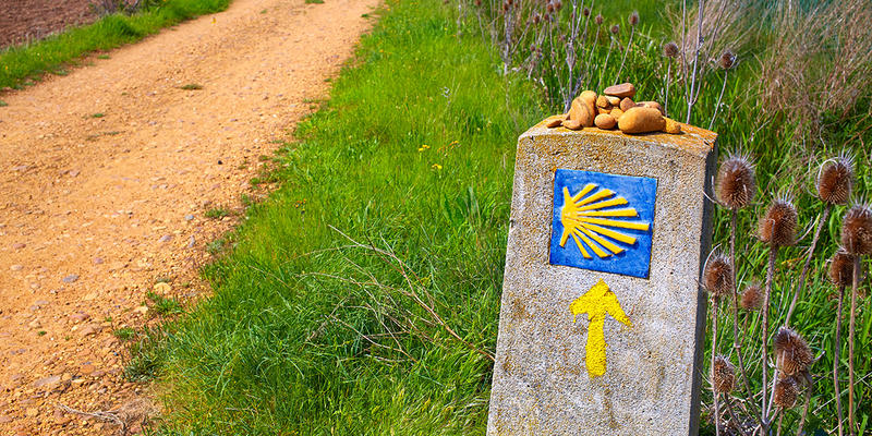 ŻÓŁTA STRZAŁKA, CAMINO