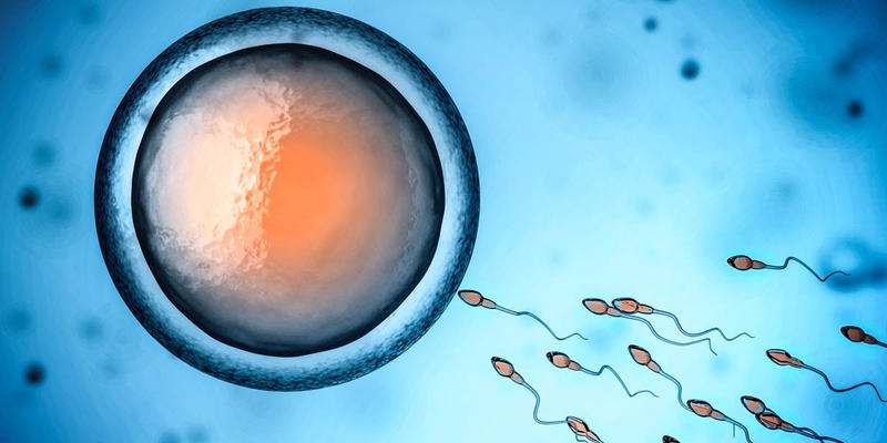 SPERM AND EGG CELL