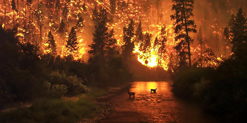 WILDFIRE