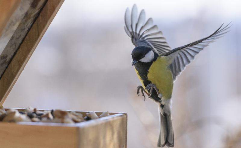 Bird feeding in winter