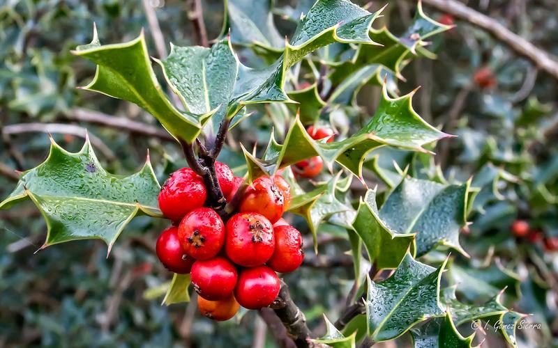 Plantas de Navidad