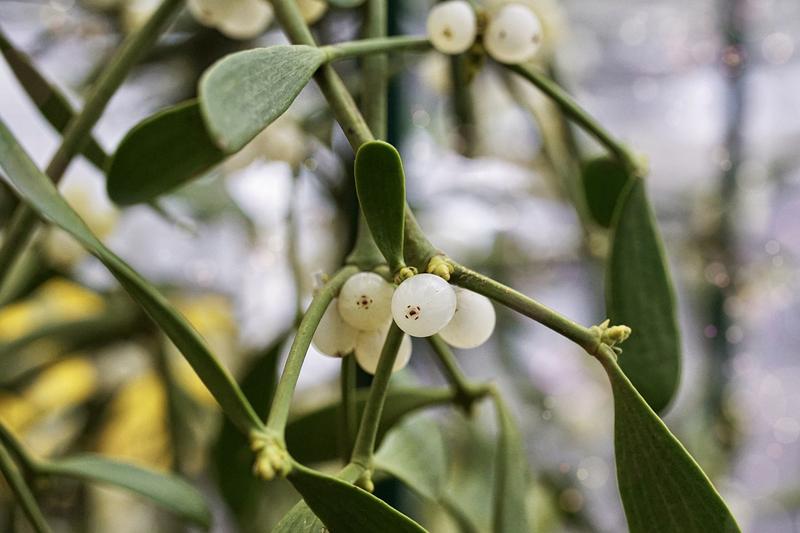 Plantas de Navidad