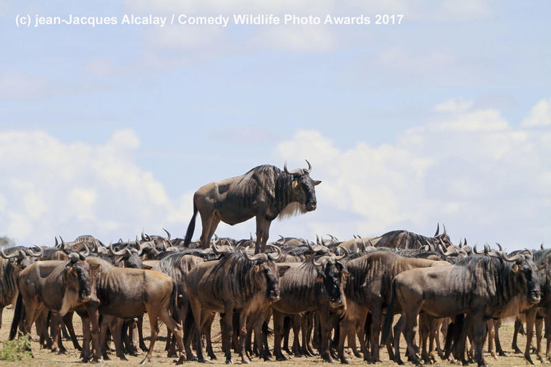AWARDS