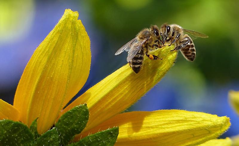 Bees