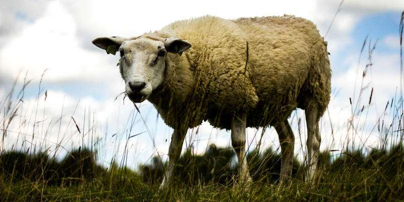 SHEEP