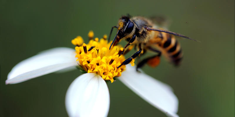 BEE,FLOWER