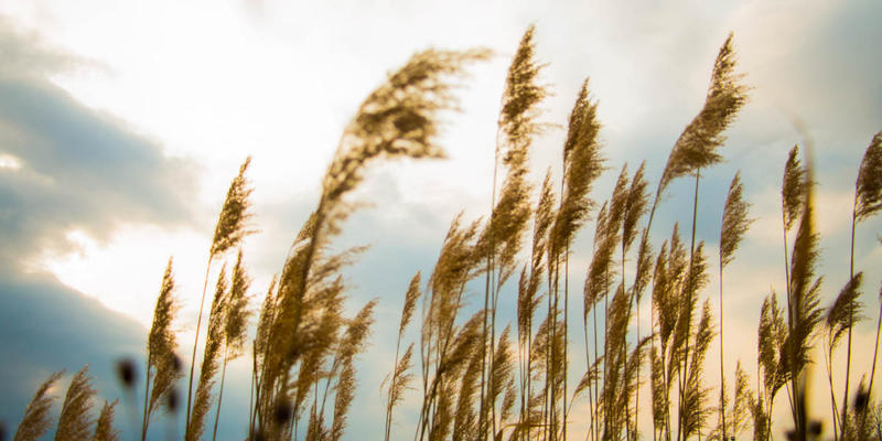 GRASS IN THE BREEZE