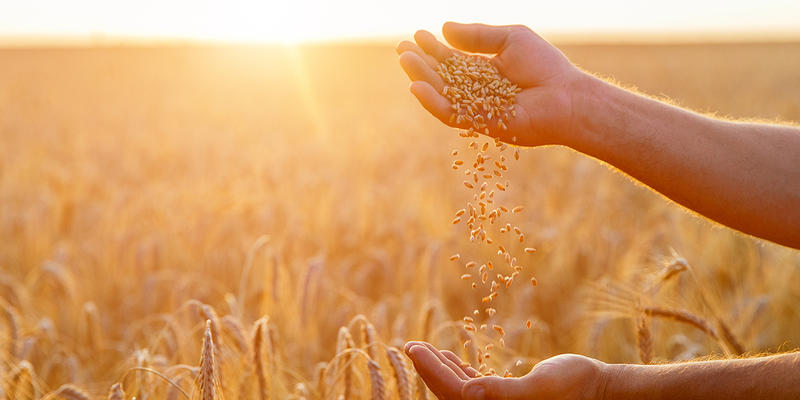 HANDS, FARMER, GRAINS