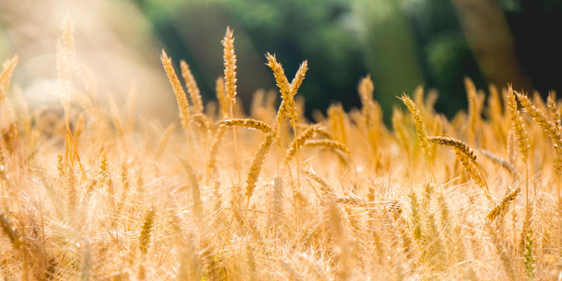 OAK FIELD