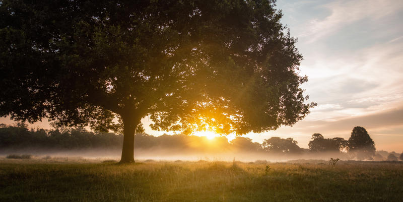 TREE SUNRISE