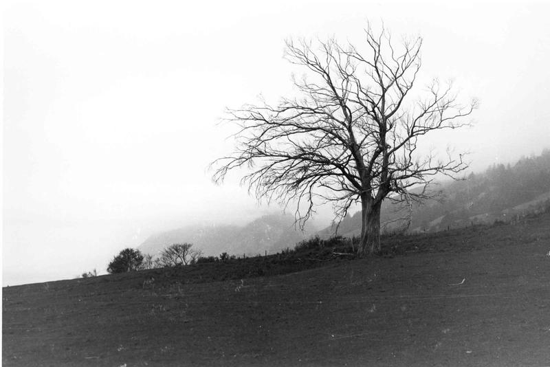 THOMAS MERTON,PHOTOGRAPHER