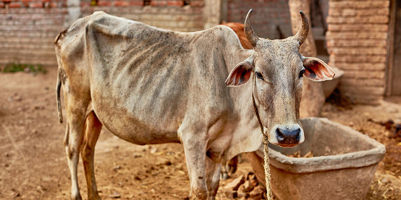 COW SKINNY