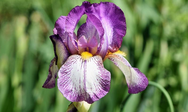 IRIS