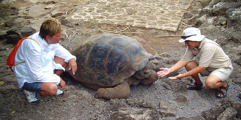 TURTLE