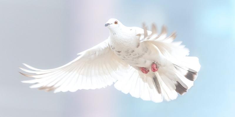 PIGEON