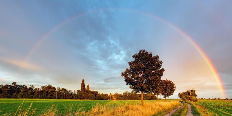 RAINBOW FIELD