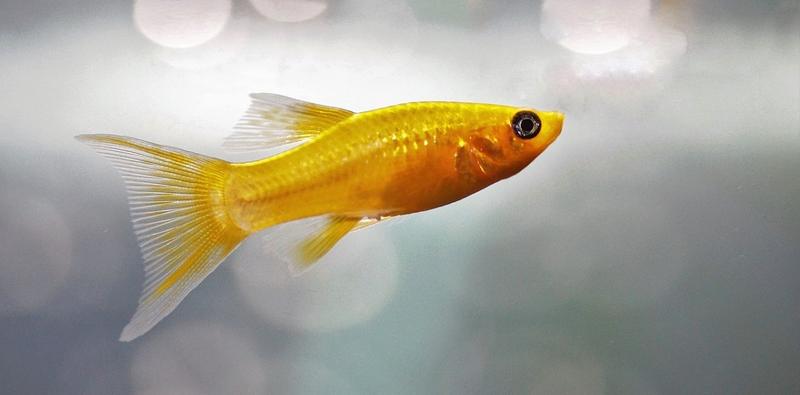 GOLD FISH