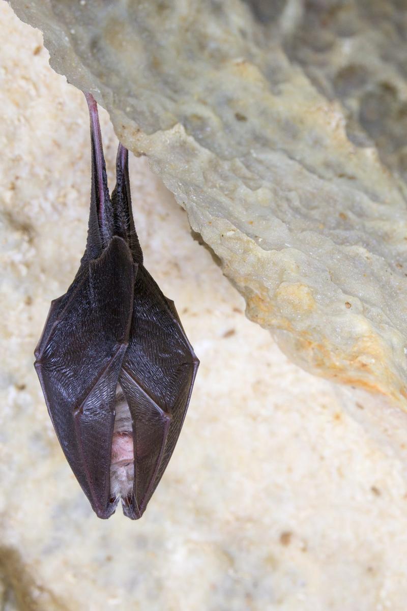 BAT POSTOJNA