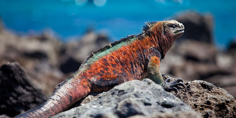 GALAPAGOS