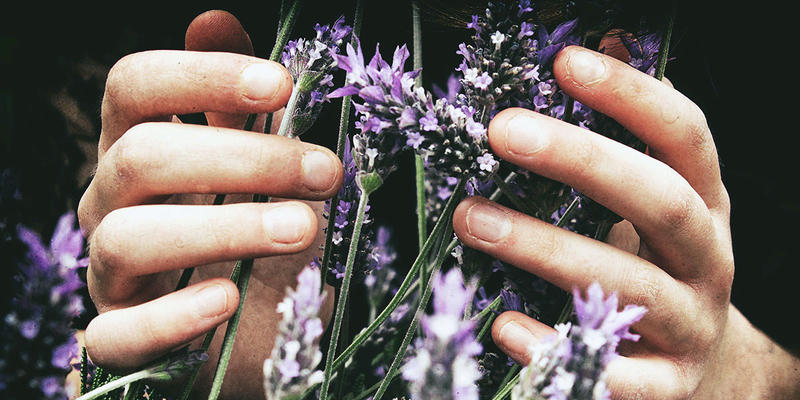 LAVENDER