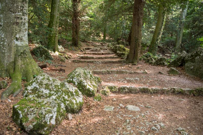 6_Forêt sainte baume