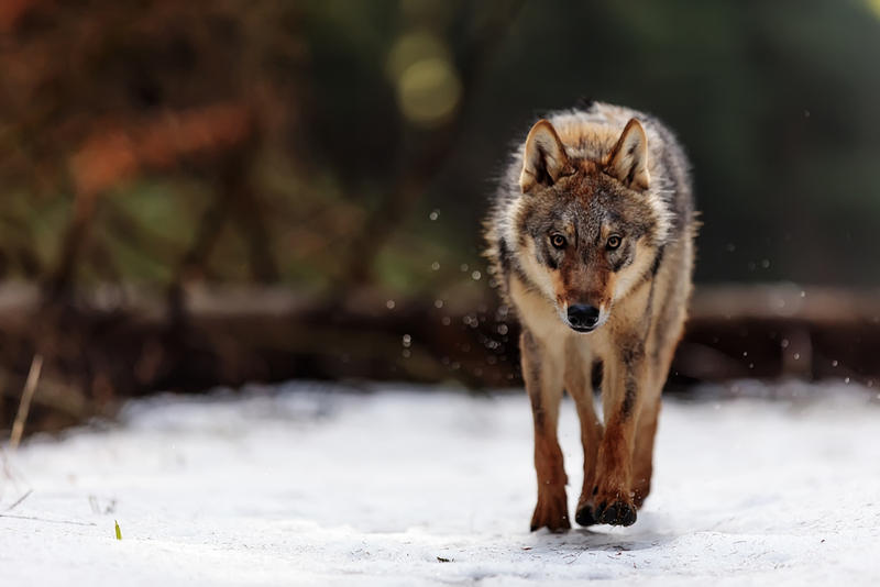 LUPO, SOLITARIO, NEVE