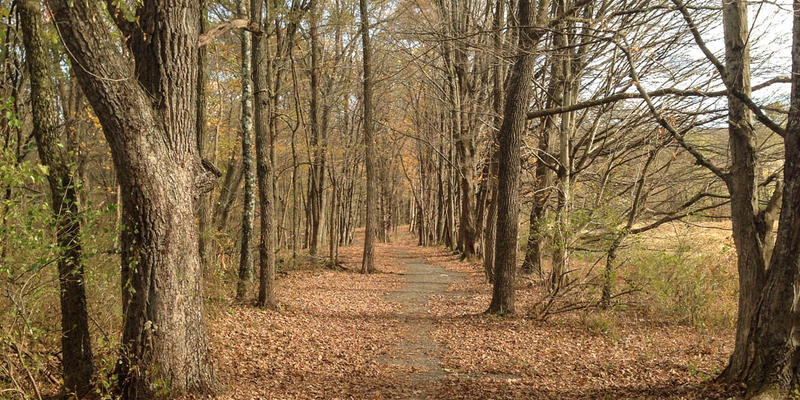 FALL DAY,PATH