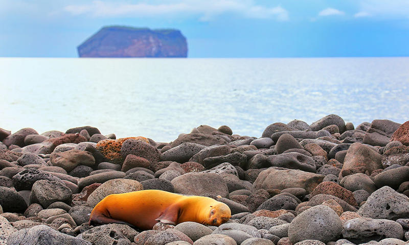 GALAPAGOS